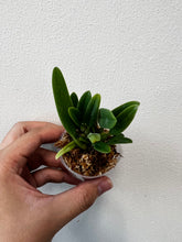 Load image into Gallery viewer, Floweringsize - Bulb. electrinum var calvum x sib (30 DAYS Healthy Plant Guarantee) - Orchid Gene