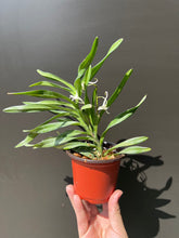 Load image into Gallery viewer, Flowering-size, Chrisnetia Green Light (Christensonia vietnamica x Neof. falcata) - Orchid Gene