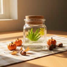 Load image into Gallery viewer, Live Miniature Orchid Terrarium, Psygmorchis Pusilla, Signature Product