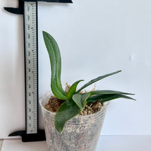 Load image into Gallery viewer, Phalaenopsis Liu's Berry 'Trinitiy', 3 lips Phal