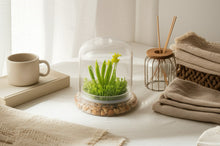 Load image into Gallery viewer, Everlasting Orchid Terrarium with Sundew Moss - Psygmorchis Pusilla – Self growing, Maintenance free, Unique Gift.