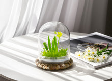 Load image into Gallery viewer, Everlasting Orchid Terrarium with Sundew Moss - Psygmorchis Pusilla – Self growing, Maintenance free, Unique Gift.