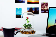 Load image into Gallery viewer, Live Rose Terrarium, Miniature Rose in Self Sustaining Glass Jar, Maintenance Free, Great Unique Gift and Home Décor, 100% Growth Guarantee