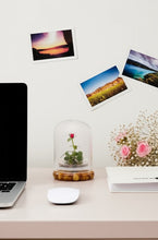 Load image into Gallery viewer, Live Rose Terrarium, Miniature Rose in Self Sustaining Glass Jar, Maintenance Free, Great Unique Gift and Home Décor, 100% Growth Guarantee