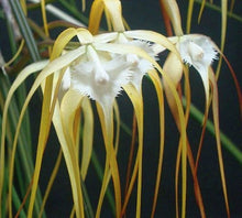 Load image into Gallery viewer, Flowering-size, Brassavola cucullata (30 DAYS Healthy Plant Guarantee) - Orchid Gene