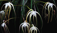 Load image into Gallery viewer, Flowering-size, Brassavola cucullata (30 DAYS Healthy Plant Guarantee) - Orchid Gene