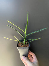 Load image into Gallery viewer, Flowering size - Renanthera Bella (30 DAYS Healthy Plant Guarantee) - Orchid Gene
