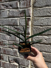 Load image into Gallery viewer, Flowering size - Renanthera Bella (30 DAYS Healthy Plant Guarantee) - Orchid Gene