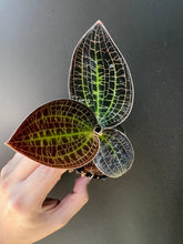 Load image into Gallery viewer, Dossinia marmorata 'Giant' (30 DAYS Healthy Plant Guarantee) - Orchid Gene