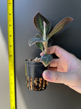 Load image into Gallery viewer, Dossinia marmorata 'Giant' (30 DAYS Healthy Plant Guarantee) - Orchid Gene