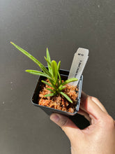 Load image into Gallery viewer, Fowering-size, Neofinetia falcata 'Shutenno' (30 DAYS Healthy Plant Guarantee) - Orchid Gene