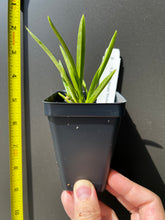 Load image into Gallery viewer, Fowering-size, Neofinetia falcata 'Shutenno' (30 DAYS Healthy Plant Guarantee) - Orchid Gene
