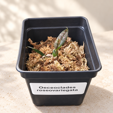 Load image into Gallery viewer, Oeceoclades roseovariegata – Orchid with Pink & Silver Patterned Foliage