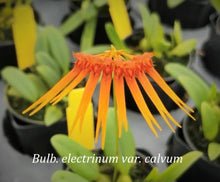Load image into Gallery viewer, Floweringsize - Bulb. electrinum var calvum x sib (30 DAYS Healthy Plant Guarantee) - Orchid Gene