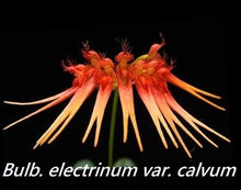 Load image into Gallery viewer, Floweringsize - Bulb. electrinum var calvum x sib (30 DAYS Healthy Plant Guarantee) - Orchid Gene