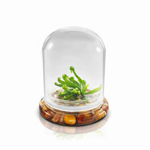 Load image into Gallery viewer, Bloomify Terrarium Cobra Lily–Carnivorous Live Pitcher Plant– Self-Growing – Zero Maintenance Terrarium Plants – Long-Lasting Carnivorous Plants Live - Ecosystem Terrarium – Darlingtonia Californica, Cobra Orchid. - Orchid Gene