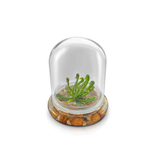 Load image into Gallery viewer, Bloomify Terrarium Cobra Lily–Carnivorous Live Pitcher Plant– Self-Growing – Zero Maintenance Terrarium Plants – Long-Lasting Carnivorous Plants Live - Ecosystem Terrarium – Darlingtonia Californica, Cobra Orchid. - Orchid Gene