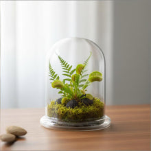 Load image into Gallery viewer, Bloomify Glass Dome – 5.7 x 5.7 x 6.7 Inches – Premium Anti-Fog Glass Cloche Bell Jar with Base – Perfect for Home Decor, Tabletop Display, and Terrarium – Stunning Decoration (No Plants)