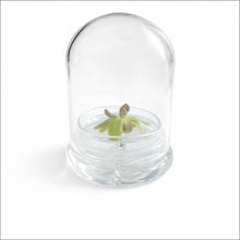 Load image into Gallery viewer, Bloomify Live Pinguicula “Fumiko” (Rosy-Lavender Mexican Butterwort Hybrid) in Glass Terrarium – Zero-Care Carnivorous Plant, Natural Gnat Control, Pet-Safe Mini Terrarium Gift for Dreamy Plant Lovers