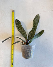 Load image into Gallery viewer, Phalaenopsis Schilleriana 'TKB', Schiller's Phalaenopsis, Popular Pinky Flowers - Orchid Gene