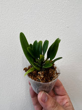 Load image into Gallery viewer, Flowering size - Bulbophyllum lasiochilum (30 DAYS Healthy Plant Guarantee) - Orchid Gene