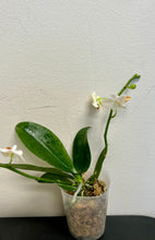 Load image into Gallery viewer, Adult-size, Phalaenopsis Mini Mark 'Holm', with flower spike, showcasing creamy white flowers with purple spots against a green background, perfect for indoor decor and low-maintenance plant enthusiasts.