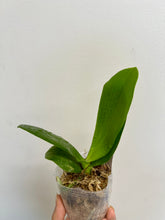 Load image into Gallery viewer, Flowering-size, Phalaenopsis Texas Mist 'S.S.Lee' HCC/AOS - Orchid Gene