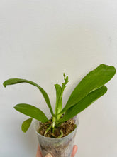 Load image into Gallery viewer, Flowering-size, Phalaenopsis Valentinii (cornu-cervifma. chattaladae x violacea indigo 'Red' - Orchid Gene