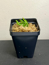 Load image into Gallery viewer, Cobra Lily potted–Carnivorous Live Pitcher Plant – Long-Lasting Carnivorous Plants Live – Darlingtonia Californica, Cobra Orchid. - Orchid Gene
