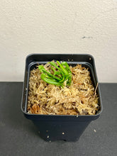 Load image into Gallery viewer, Cobra Lily potted–Carnivorous Live Pitcher Plant – Long-Lasting Carnivorous Plants Live – Darlingtonia Californica, Cobra Orchid. - Orchid Gene