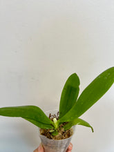 Load image into Gallery viewer, Flowering-size, Phalaenopsis Bellina Sapphire's Galah (Purple Martin x violacea indigo) - Orchid Gene