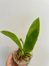 Load image into Gallery viewer, Flowering-size, Phalaenopsis violacea x sib (coerulea x indigo) - Orchid Gene