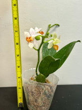Load image into Gallery viewer, Adult-size, Phalaenopsis Mini Mark 'Holm', with flower spike, showcasing creamy white petals with purple spots, perfect for indoor decoration and a low-maintenance plant option.