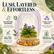Load image into Gallery viewer, Core benefits of the large Persian violet, sundew moss, and coleus zero-care terrarium