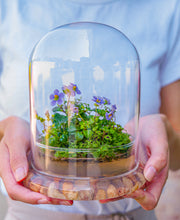Load image into Gallery viewer, Large Persian violet, sundew moss, and coleus terrarium held in two hands