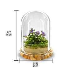 Load image into Gallery viewer, Large mixed-plant terrarium measuring 6.7 inches tall and 5.5 inches wide