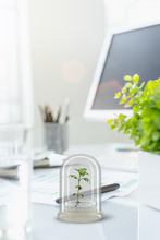 Load image into Gallery viewer, Nutritious terra gel terrarium, Seed Germination Helper, Zero maintenance, Interactive glass terrarium, Gift with educational value for children - Orchid Gene