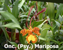 Load image into Gallery viewer, Flowering-size, Psychopsis mariposa, Butterfly Orchid (30 DAYS Healthy Plant Guarantee) - Orchid Gene