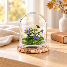 Load image into Gallery viewer, Persian violet and sundew moss zero-care terrarium in a bright autumn-inspired indoor setting
