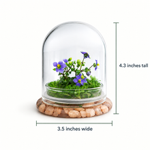 Load image into Gallery viewer, Persian violet and sundew moss terrarium measuring 4.3 inches tall and 3.5 inches wide