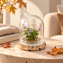 Load image into Gallery viewer, Compact Persian violet zero-care terrarium displayed on a travertine table in a bright autumn-inspired living room