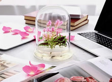 Load and play video in Gallery viewer, Live Celosia & Coleus, Assembled Flower Terrarium, Jumbo Size, 1 + 1 > 2
