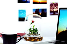 Load and play video in Gallery viewer, Live Rose Terrarium, Miniature Rose in Self Sustaining Glass Jar, Maintenance Free, Great Unique Gift and Home Décor, 100% Growth Guarantee