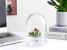 Load and play video in Gallery viewer, Zero Care Rose, Flower Terrarium, For Your Lovely One