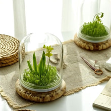 Load and play video in Gallery viewer, Everlasting Orchid Terrarium with Sundew Moss - Psygmorchis Pusilla – Self growing, Maintenance free, Unique Gift.