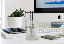 Load image into Gallery viewer, Nutritious terra gel terrarium, Seed Germination Helper, Zero maintenance, Interactive glass terrarium, Gift with educational value for children - Orchid Gene