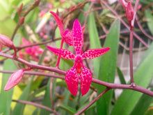 Load image into Gallery viewer, Flowering size - Renanthera Bella (30 DAYS Healthy Plant Guarantee) - Orchid Gene