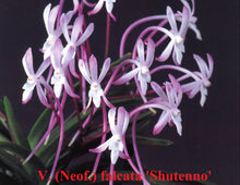 Load image into Gallery viewer, Fowering-size, Neofinetia falcata 'Shutenno' (30 DAYS Healthy Plant Guarantee) - Orchid Gene