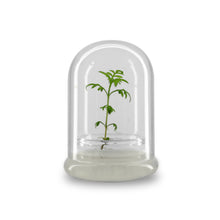 Load image into Gallery viewer, Nutritious terra gel terrarium, Seed Germination Helper, Zero maintenance, Interactive glass terrarium, Gift with educational value for children - Orchid Gene