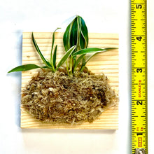 Load image into Gallery viewer, Dendrobium affine moniliforme, Necklace-Shaped Dendrobium, wood mounted - Orchid Gene